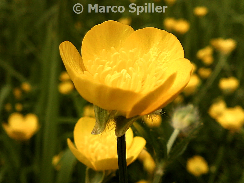 Fiore da determinare - Ranunculus sp.